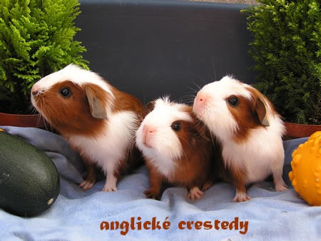 crestedangl[1]