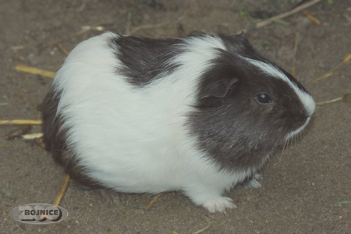 cavia[1]